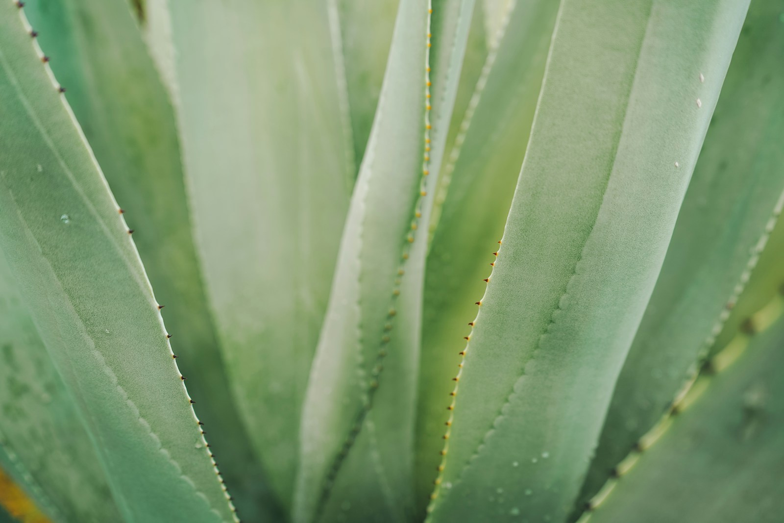 Aloe Vera Juice Benefits for Health