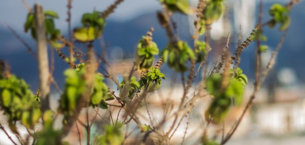 Close-up of a plant with a blurry background.