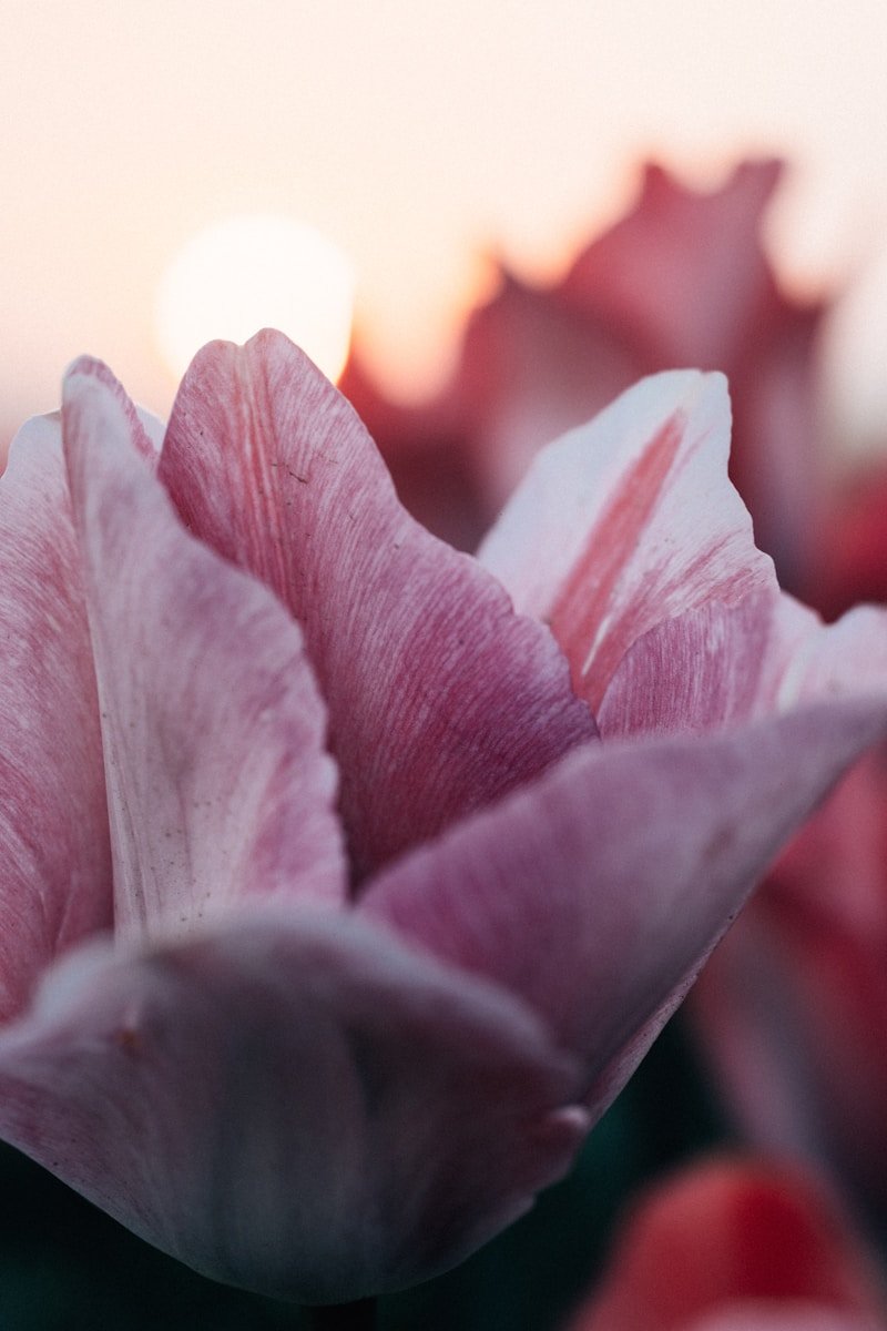 Tulips bloom beautifully against the setting sun.