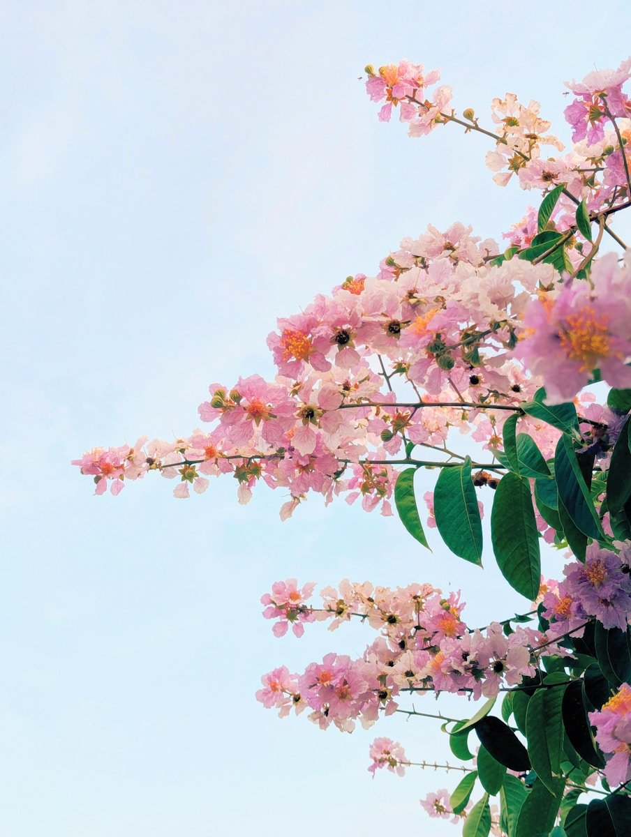 Pink blossoms and green leaves reach towards a bright sky.