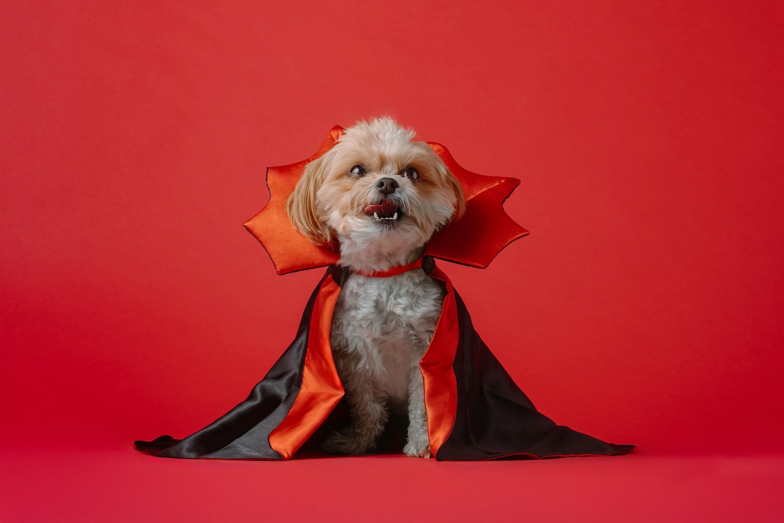 A small dog dressed in a halloween costume